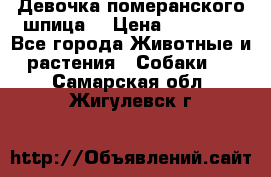 Девочка померанского шпица. › Цена ­ 40 000 - Все города Животные и растения » Собаки   . Самарская обл.,Жигулевск г.